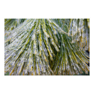 Poster Aiguilles de pin recouvert de glace Botanique hive