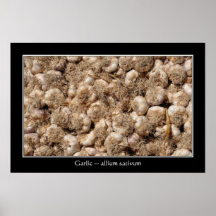 Poster Ail en français