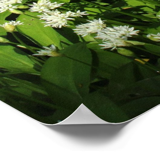 Poster Ail sauvage (Coin)