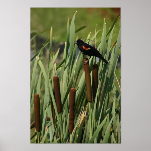 Poster aile rouge (Devant)