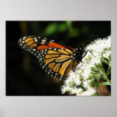 Poster Ailes 2 volées (Devant)