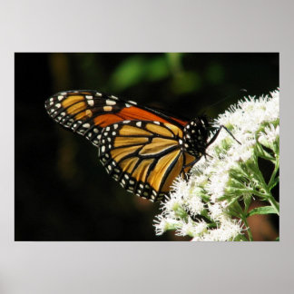 Poster Ailes 2 volées