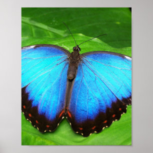 POSTER AILES À BOUTEILLE