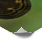 Poster Ailes de l'Atlas (Coin)