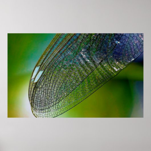 Poster Ailes de libellules nature proche insecte (Devant)