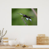 Poster Ailes de libellules peintes au Spray (Cuisine)