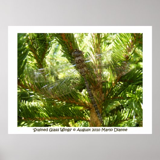 Poster 'Ailes de verre tendues' (Devant)