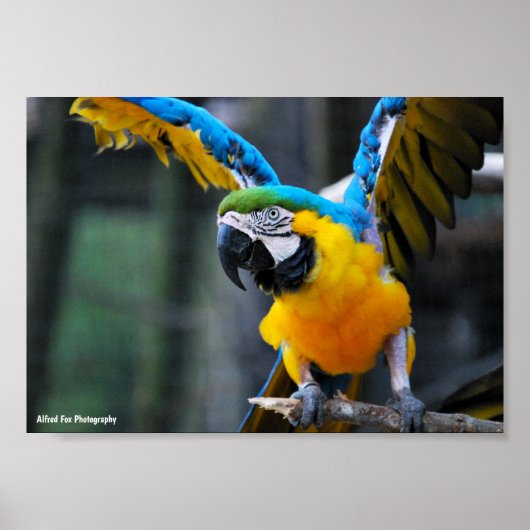 Poster Ailes d'or et de saphir (Devant)