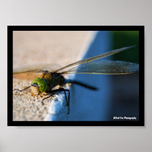 Poster Ailes d'une Libellule