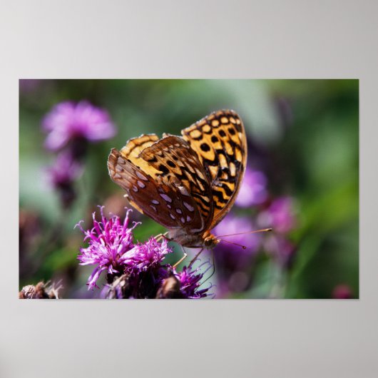 Poster Ailes tachetées (Devant)