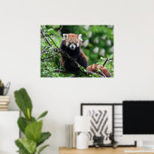 Poster Ailurus fulgens (Bureau à domicile)
