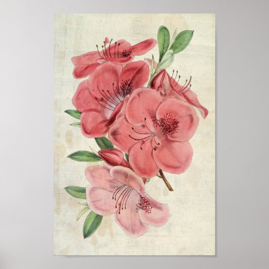 Poster Aimant botanique vintage Azalea (Devant)