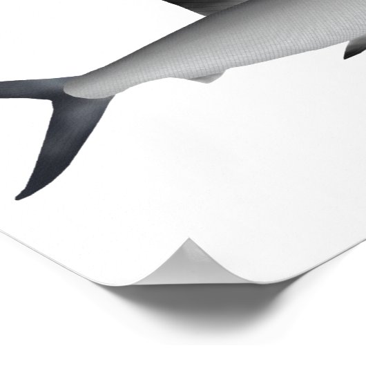 Poster Aimant de lotte (Coin)