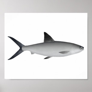 Poster Aimant de lotte