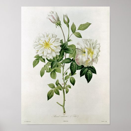 Poster Aime Vibere gravée par Eustache Hyacinthe (Devant)