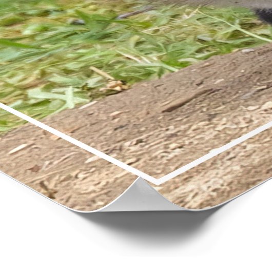 Poster Aimer les yeux (Coin)