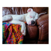 Aimer Pitbull Chien Dormir sur le canapé