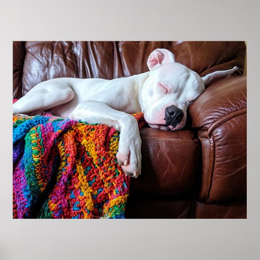 Poster Aimer Pitbull Chien Dormir sur le canapé (Devant)