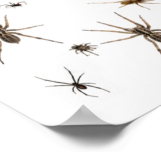 Poster Aimez les araignées ! (Coin)