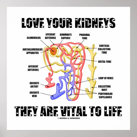 Poster Aimez Vos Reins Ils Sont Vitaux À La Vie (Néphron) (Devant)