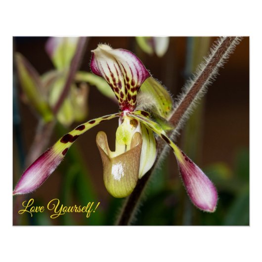 Poster Aimez-vous l'orchidée (Devant)