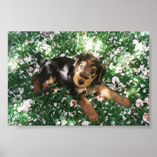 Poster Airedale pup dans le champ de fleurs (Devant)