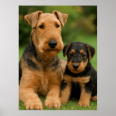 Poster Airedale Terrier Avec Chiot (Devant)