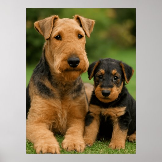 Poster Airedale Terrier Avec Chiot (Devant)