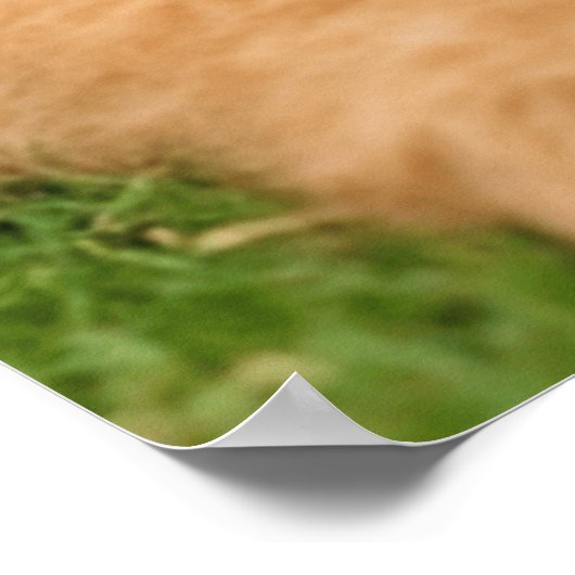 Poster Airedale Terrier Avec Chiot (Coin)