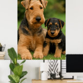 Poster Airedale Terrier Avec Chiot (Bureau à domicile)