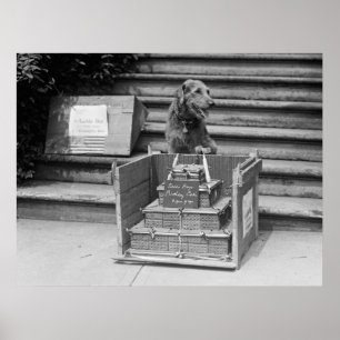 Poster Airedale Terrier du président Harding, 1922