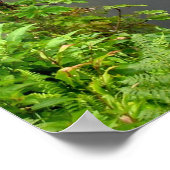 Poster Akaka Falls - Hawaii (Coin)