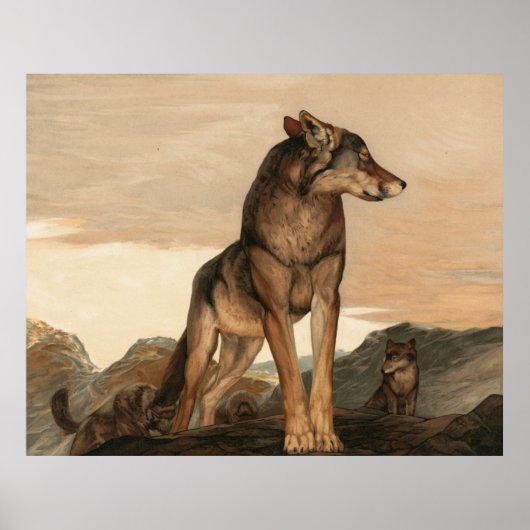 Poster Akela Le loup solitaire par Maurice Et Edward Detm (Devant)