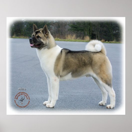 Poster Akita 8P004D-12 (Devant)