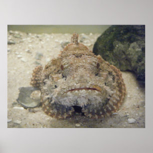 Poster Alabama Sea Life #3 Toile Imprimer