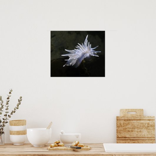 Poster Alabaster Nudibranche (Cuisine)