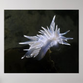 Poster Alabaster Nudibranche (Devant)