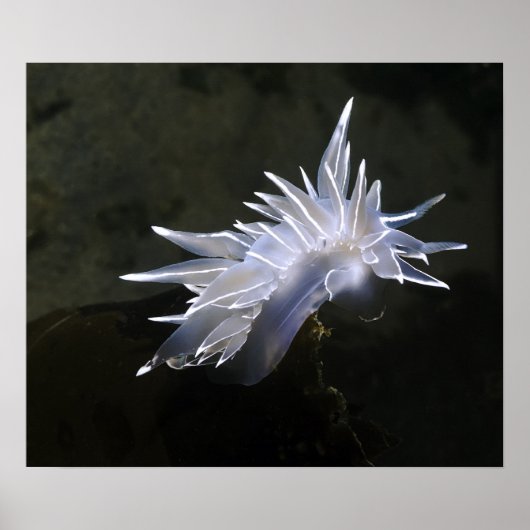Poster Alabaster Nudibranche (Devant)