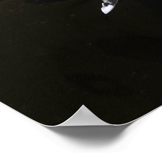 Poster Alabaster Nudibranche (Coin)