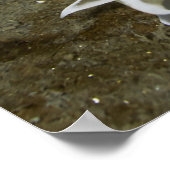 Poster Alabaster Nudibranche (Dirona albolineata) (Coin)