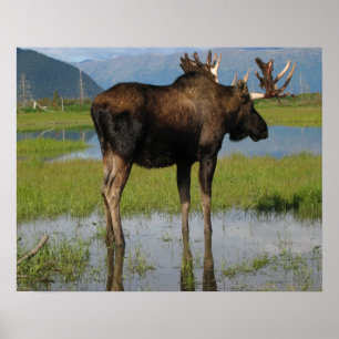 Poster Alaska Bull Moose Antlers Photo Conçu