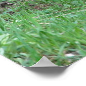 Poster Alaska Grizzly Bear Photo de la faune (Coin)