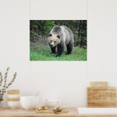 Poster Alaska Grizzly Bear Photo de la faune (Cuisine)