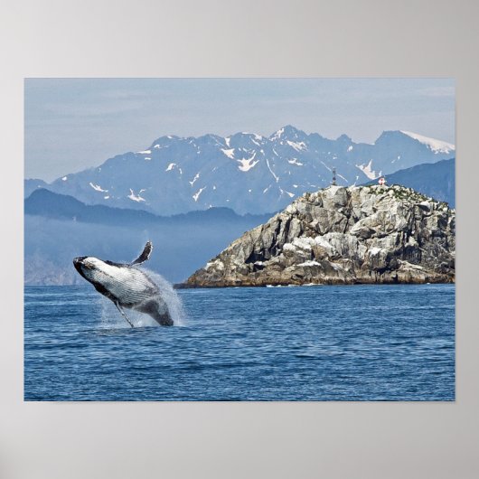 Poster Alaska Humpback Whale Wildlife Photo (Devant)