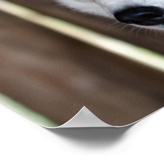 Poster Alaska Husky Sled Dog Beau art Imprimer (Coin)