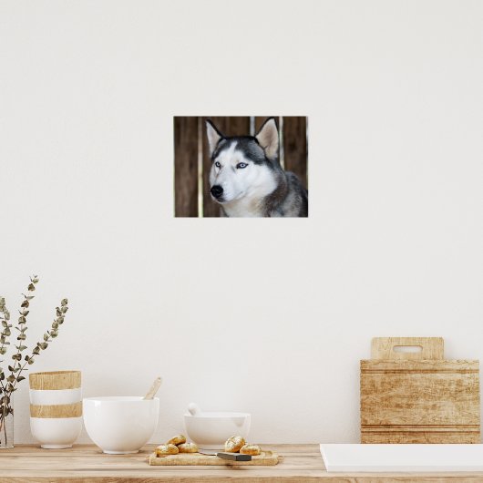 Poster Alaska Husky Sled Dog Beau art Imprimer (Cuisine)