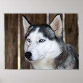 Poster Alaska Husky Sled Dog Beau art Imprimer (Devant)