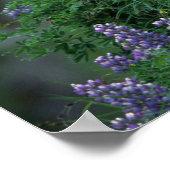 Poster Alaska, île de l'Unalaska Aigle Bald parmi Nootka (Coin)