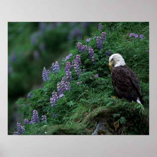 Poster Alaska, île de l'Unalaska Aigle Bald parmi Nootka (Devant)