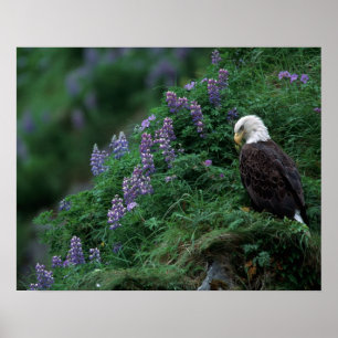 Poster Alaska, île Unalaska Pygargue à tête blanche parmi